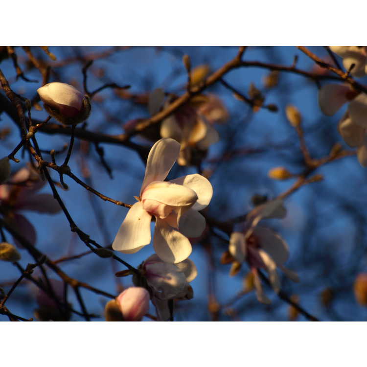 Magnolia ×loebneri 'Merrill' - Loebner magnolia