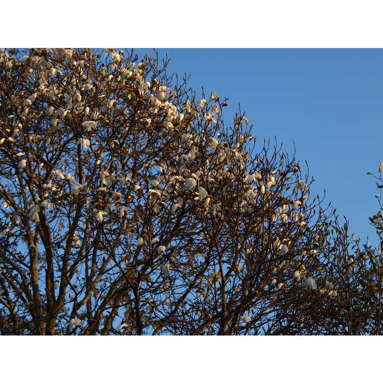 Magnolia kewensis Wadas Memory