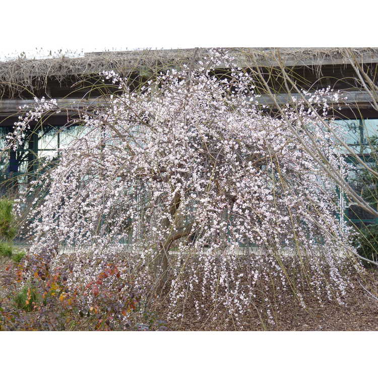 Prunus mume 'Bridal Veil'