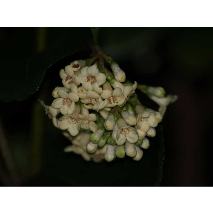 Viburnum suspensum - Sandankwa viburnum