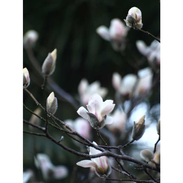 hope of spring magnolia