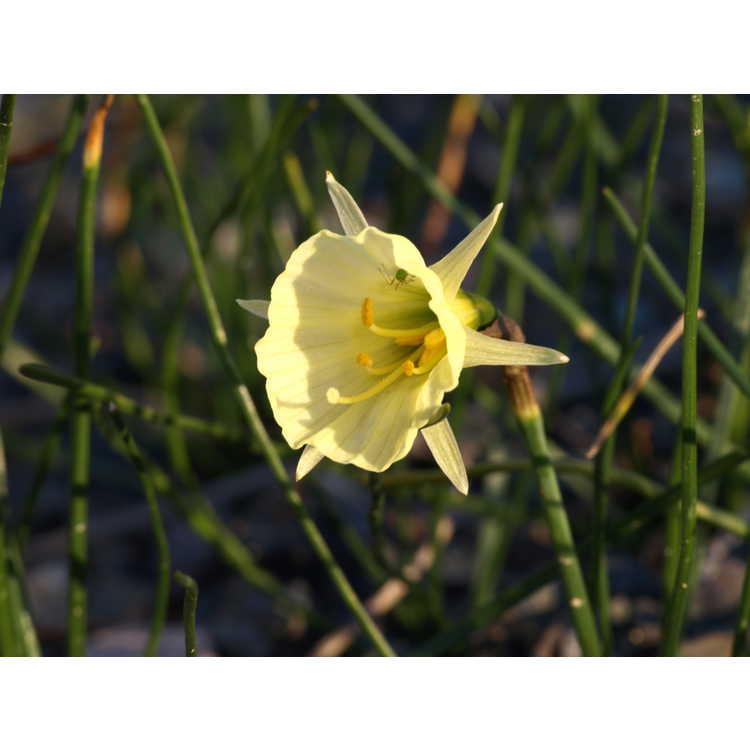 Narcissus Spoirot