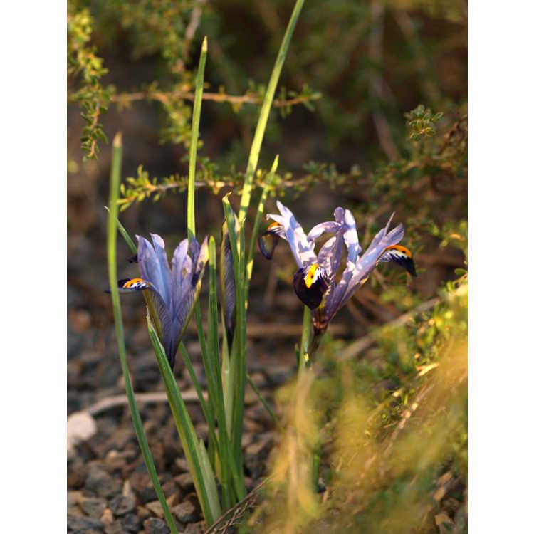 Iris Reticulata Gordon