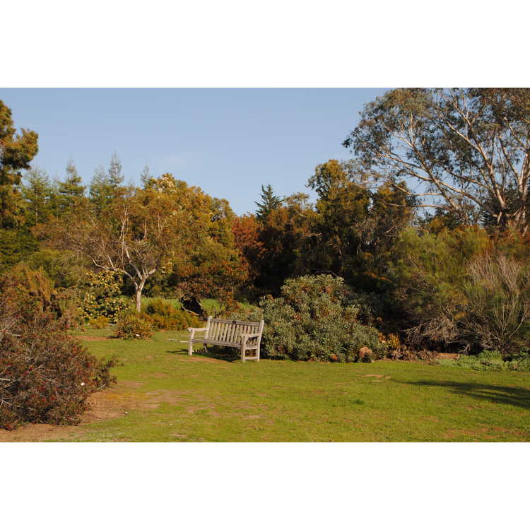 Arboretum at the University of California Santa Cruz, The