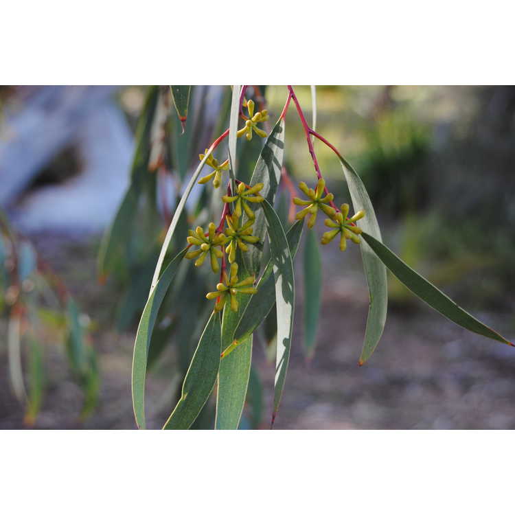 <em>Eucalyptus rubida</em>