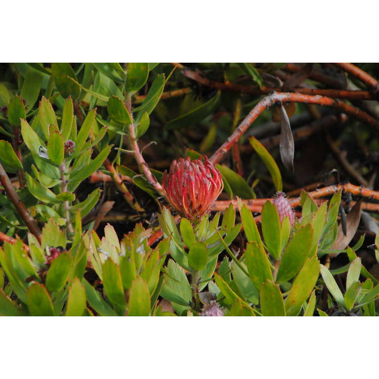 <em>Leucospermum</em> 'Scarlet Ribbon'