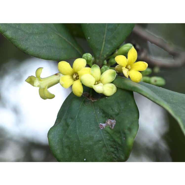 Pittosporum illicioides - anise-leaf pittosporum