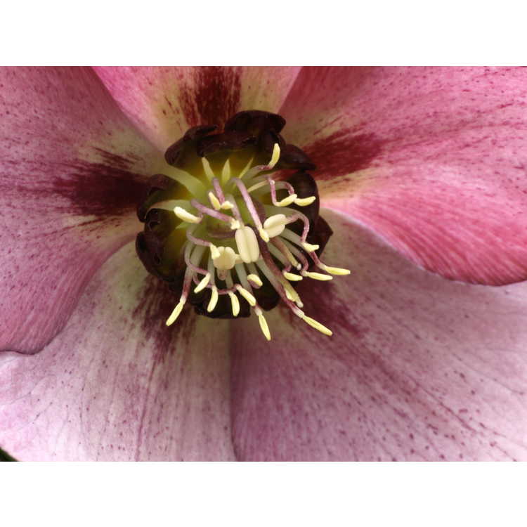 Helleborus hybridus dark pink shades