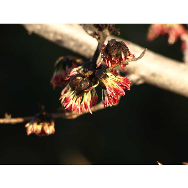 ×Sycoparrotia semidecidua - hybrid fig-hazel