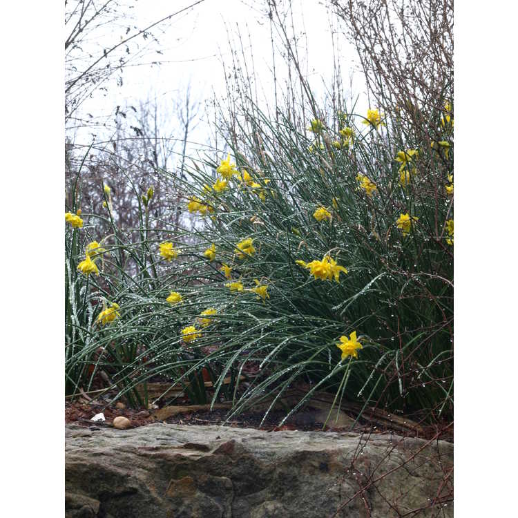 Narcissus jonquilla 'Flore Pleno'