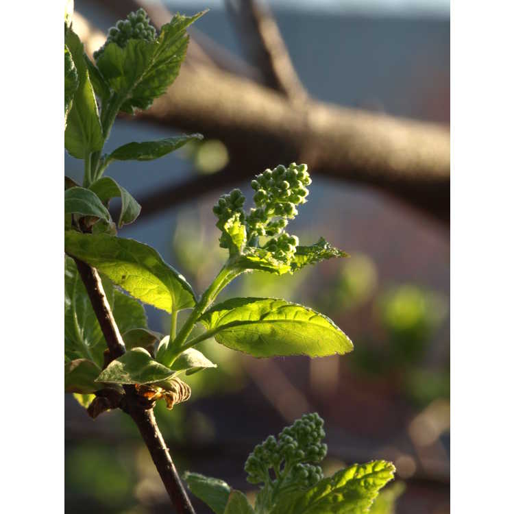 Acer tataricum subsp. semenovii - Turkestan shrub maple