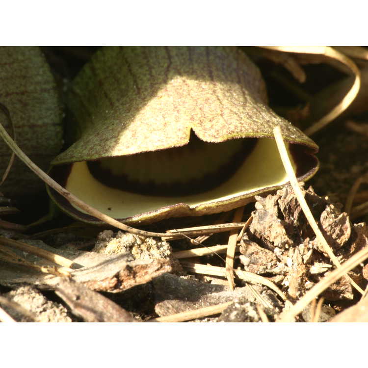 Asarum campaniflorum - kiwi wild-ginger