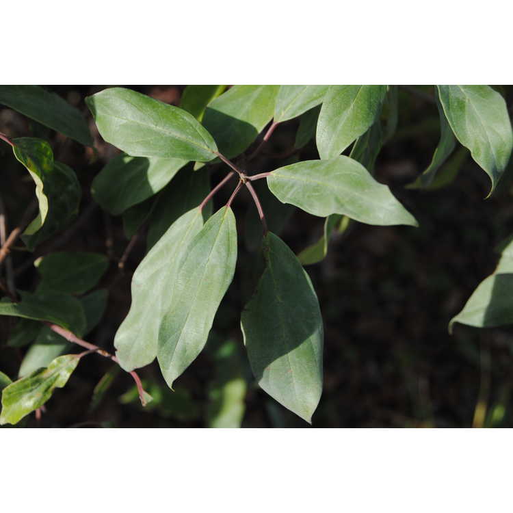 wax-leaf viburnum