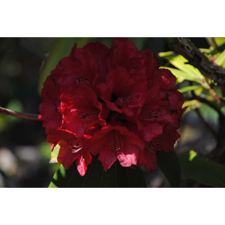 <em>Rhododendron arboreum</em>