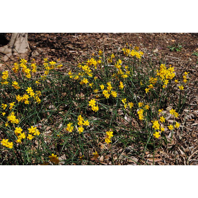 Narcissus fernandesii - Fernandes daffodil
