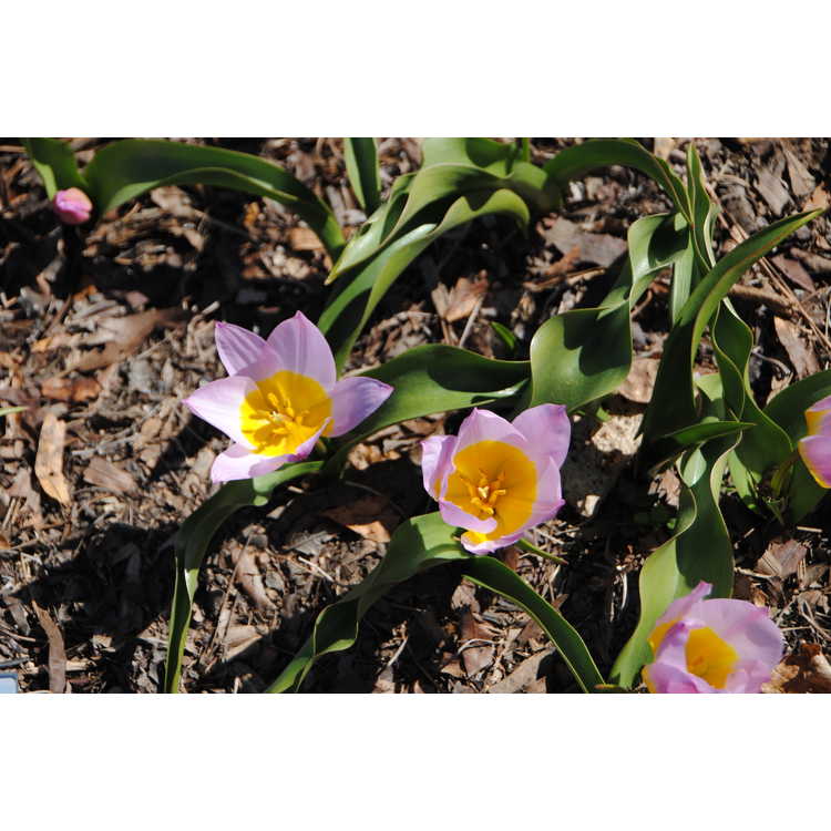 Tulipa bakeri 'Lilac Wonder' - Miniature Tulip