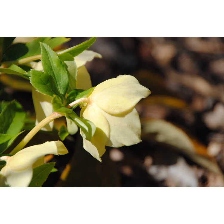 Helleborus ×hybridus (best yellow)