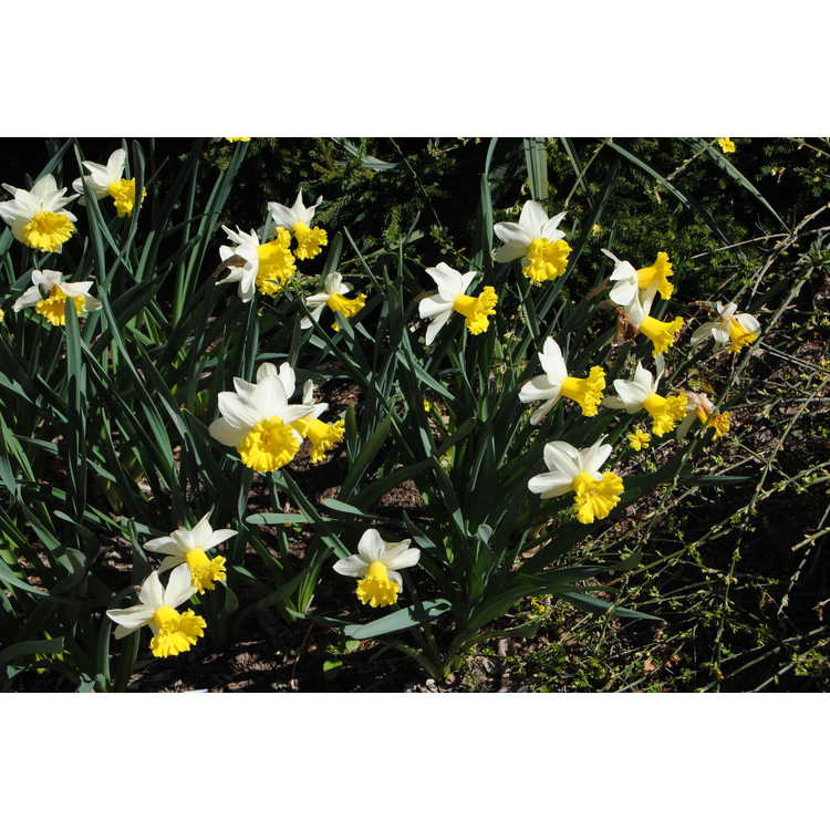 Narcissus 'Wisley'