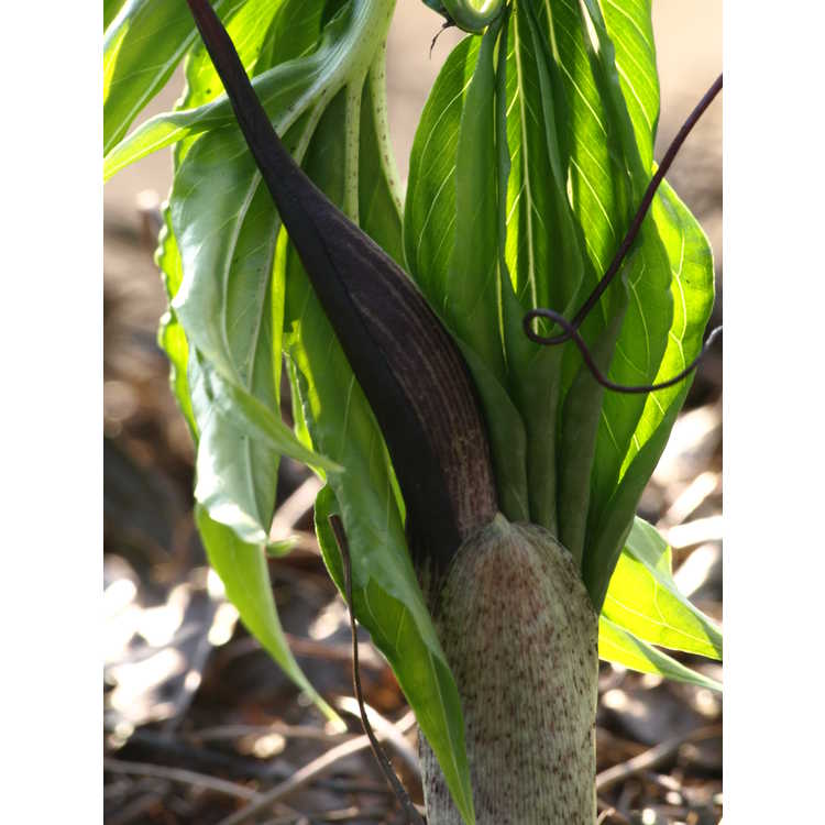 Arisaema thunbergii subsp. urashima