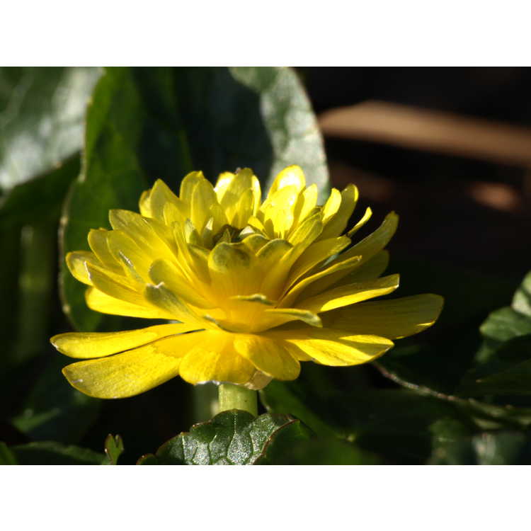 Ficaria verna Flore Pleno Group - double-flowered fig buttercup