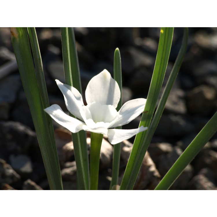 <em>Narcissus rupicola</em> subsp.<em> watieri</em>