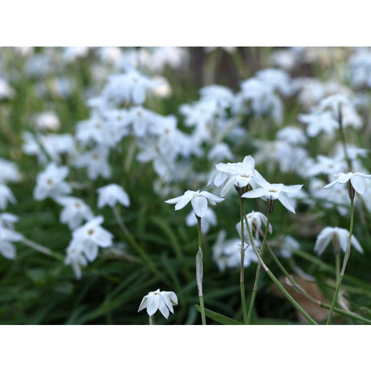 Ipheion uniflorum 'White Star' - spring star flower
