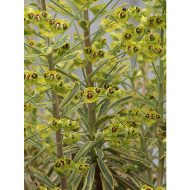 Euphorbia ×martinii 'Ascot Rainbow'