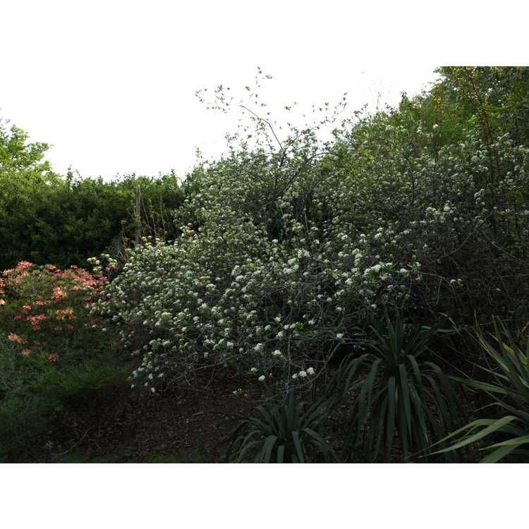 <em>Aronia arbutifolia</em> 'Brilliantissima'