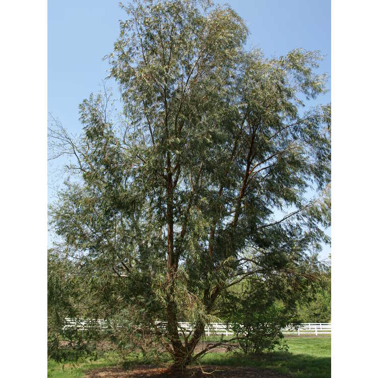 <em>Eucalyptus parvifolia</em>