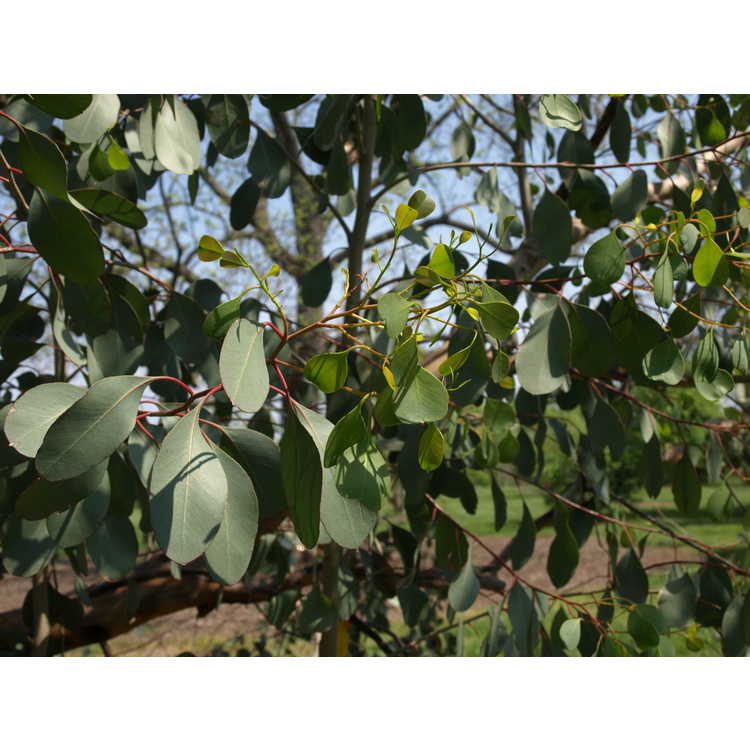 <em>Eucalyptus camphora</em>