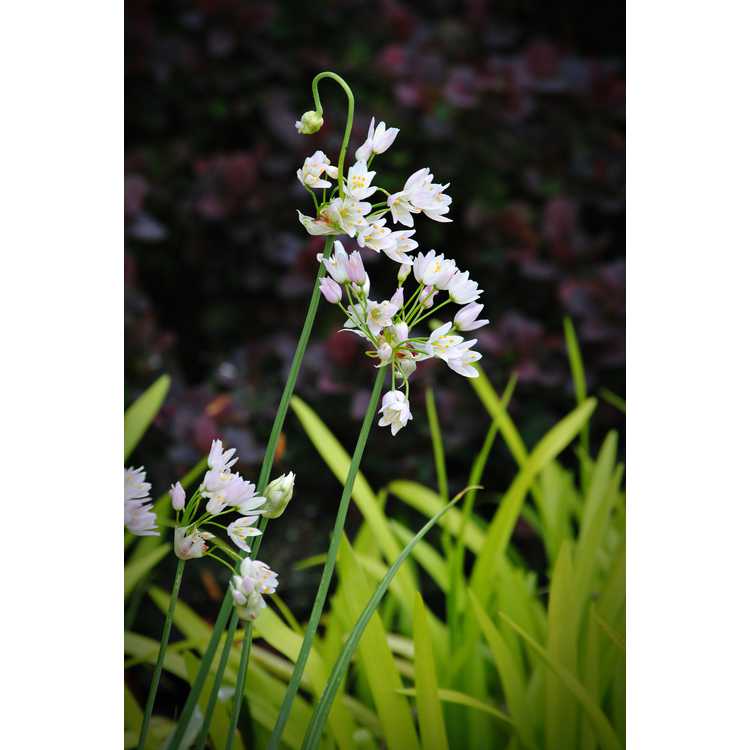 Allium carinatum pulchellum album