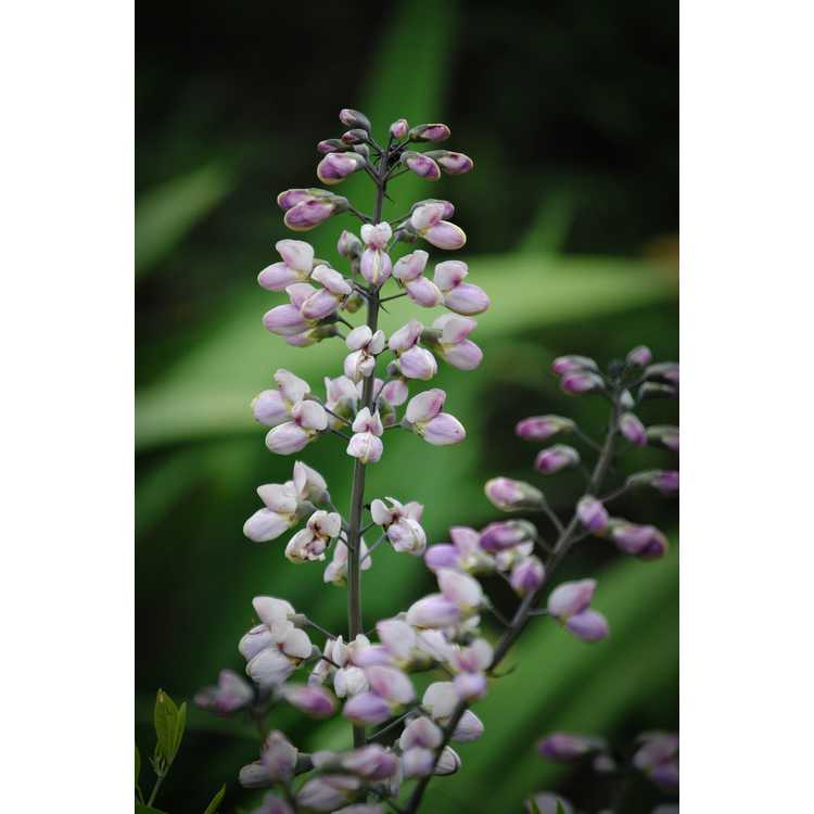 Baptisia (lavender) - lavender wild-indigo
