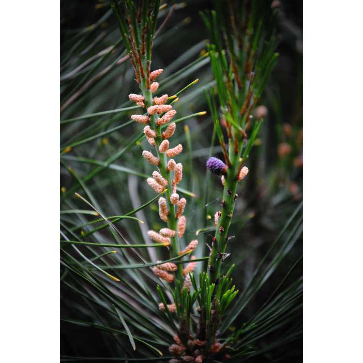 dwarf Japanese red pine