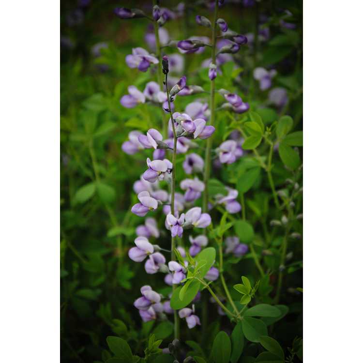 Baptisia 'Purple Smoke' - purple wild-indigo