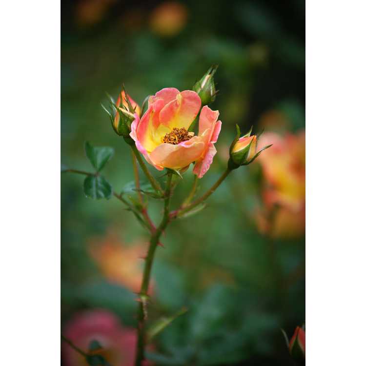 Rosa 'Chewmaytime' - Oso Easy Paprika shrub rose