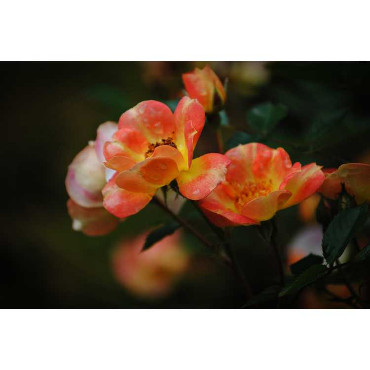 Rosa 'Chewmaytime' - Oso Easy Paprika shrub rose