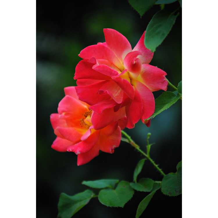 large-flowered climbing rose