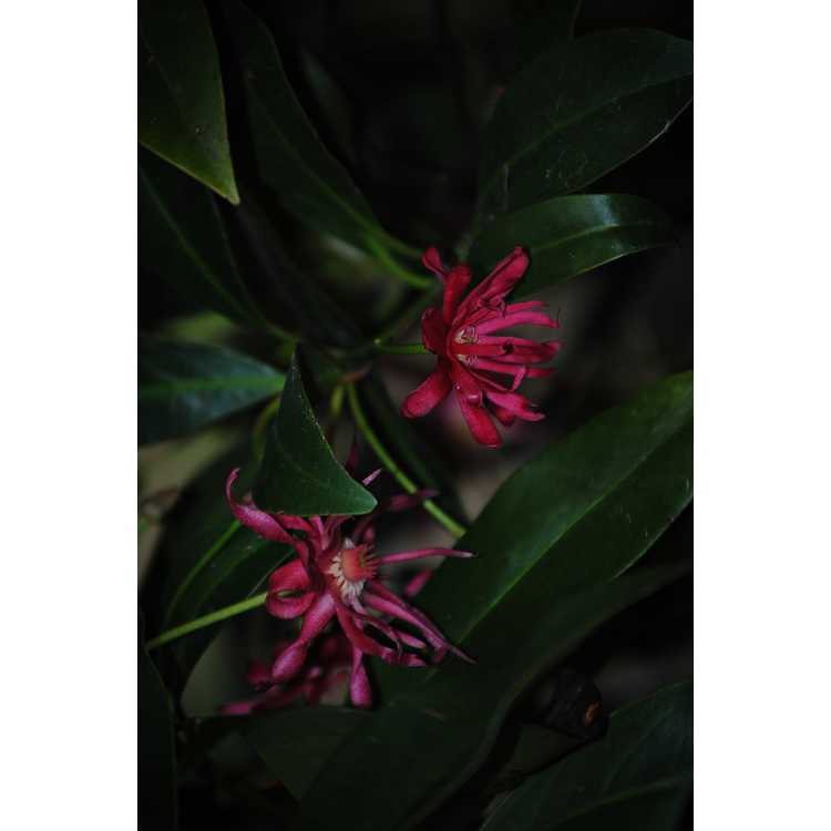 Illicium 'Woodland Ruby' - pink anise