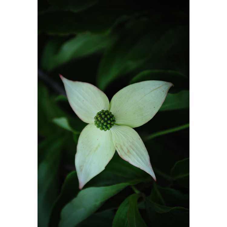Cornus elliptica 'Elsbry' - Empress of China evergreen flowering dogwood
