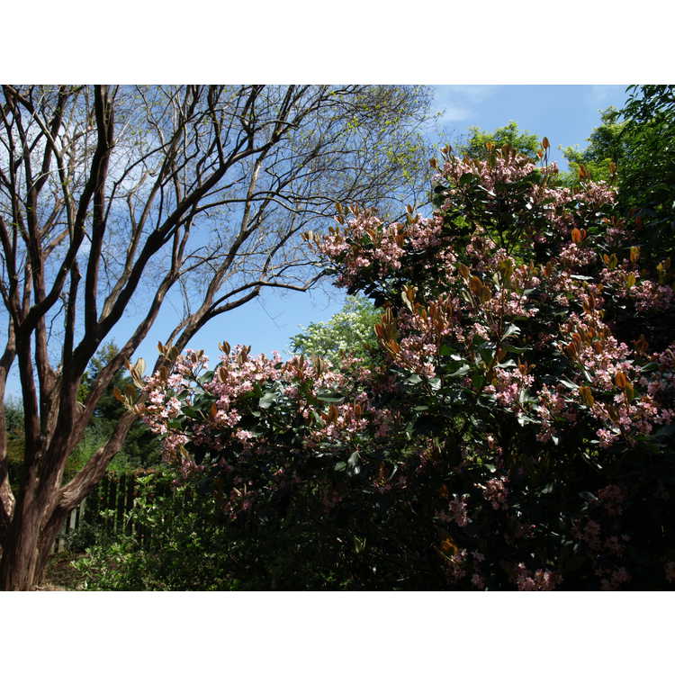 Lagerstroemia fauriei 'Townhouse' - Japanese crepe myrtle