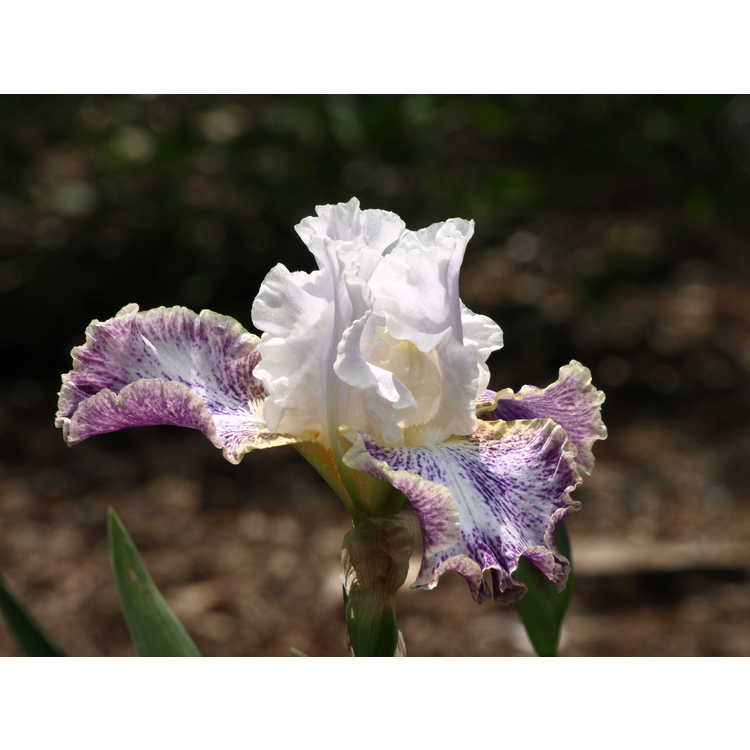 Iris Vapor
