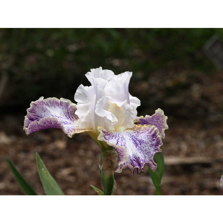 Iris 'Vapor' - tall bearded iris