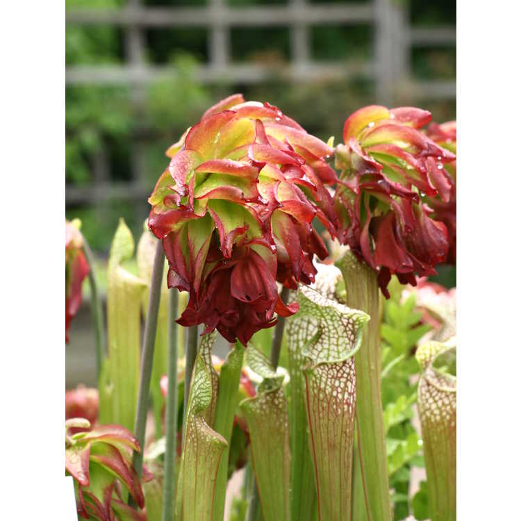 double flowered white-top pitcher plant