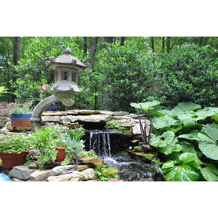 Peggy Titus's garden