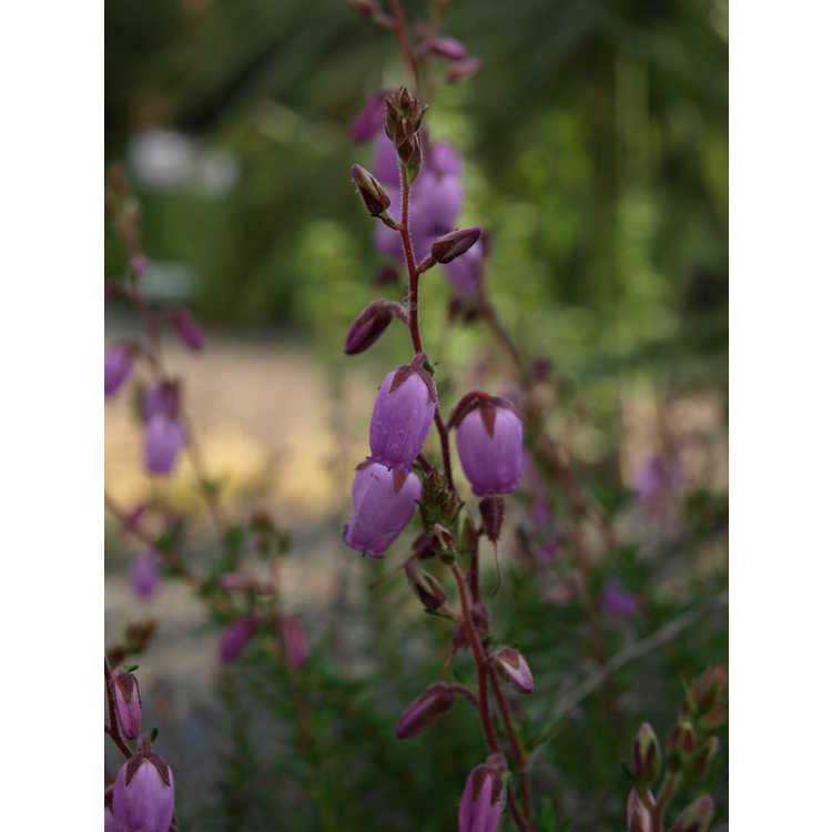 Daboecia cantabrica 'Atropurpurea' - purple Irish heath