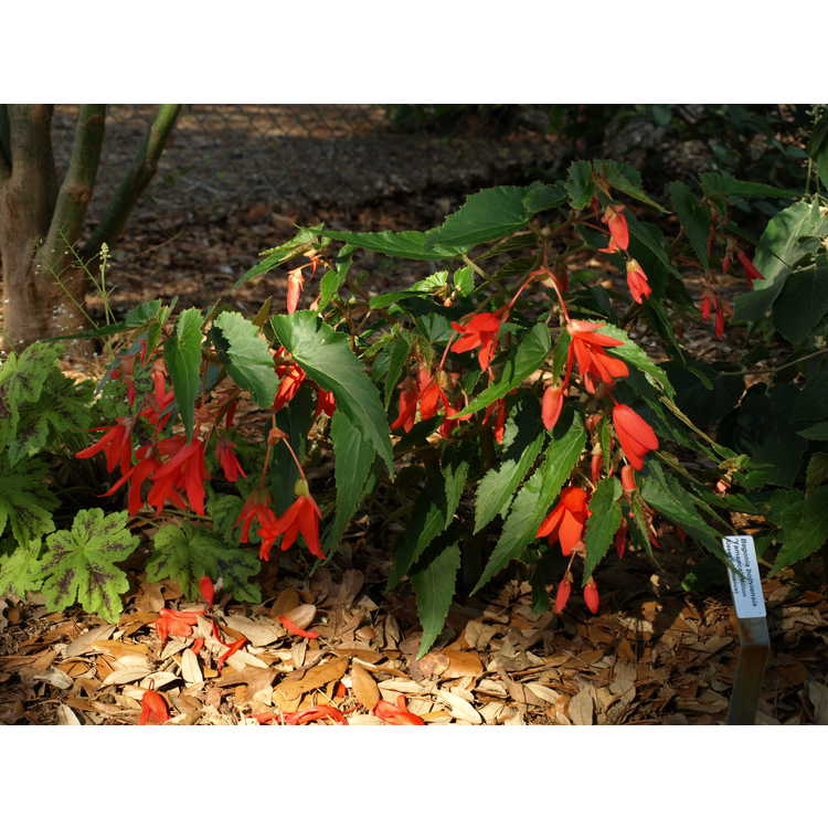 <em>Begonia boliviensis</em> 'Yamance'