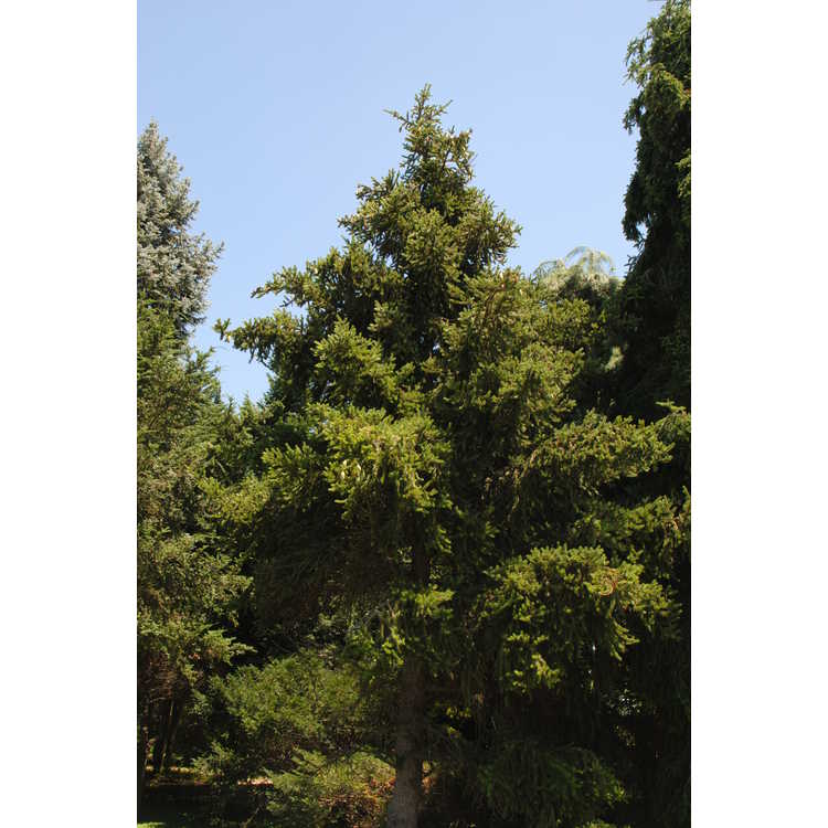 <em>Picea torano</em>
