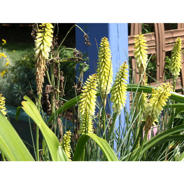 Kniphofia 'Pineapple Popsicle' - yellow red-hot poker