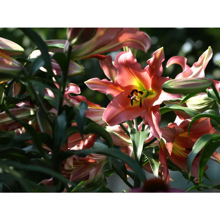 Lilium 'Satisfaction' - hybrid lily