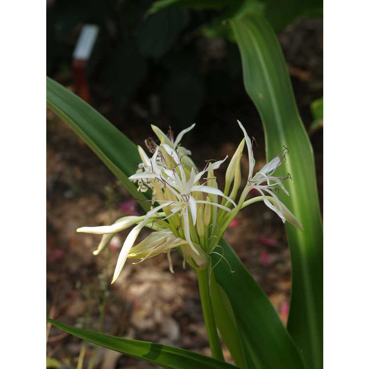 Crinum asiaticum japonicum